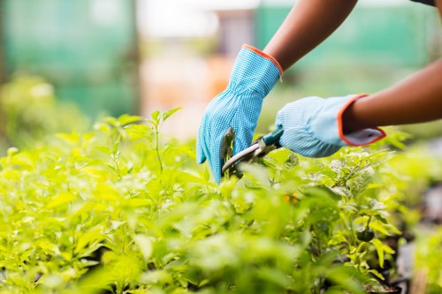 Professional hedge trimming service in Golders Green garden